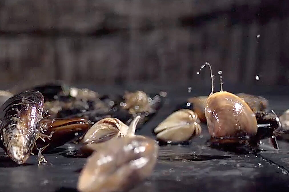 Shellfish